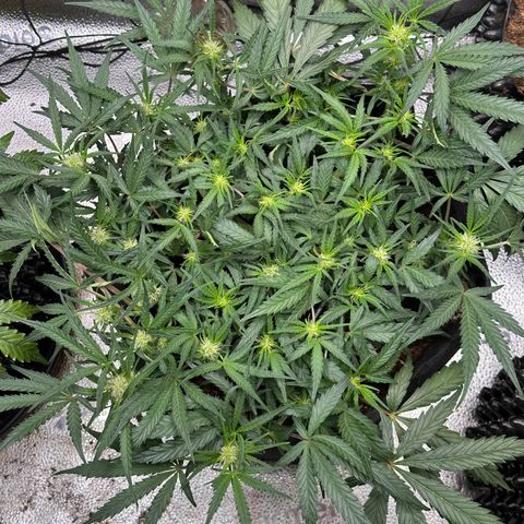 Mimosa Auto 🍊🥂 growlog timeline photo