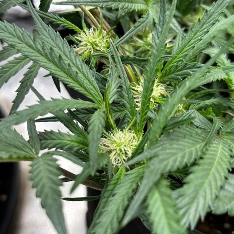 Mimosa Auto 🍊🥂 growlog timeline photo