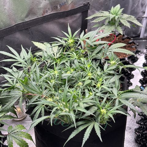 Mimosa Auto 🍊🥂 growlog timeline photo