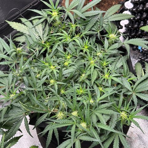 Mimosa Auto 🍊🥂 growlog timeline photo