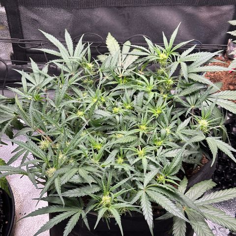 Mimosa Auto 🍊🥂 growlog timeline photo