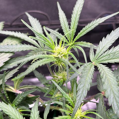 Mimosa Auto 🍊🥂 growlog timeline photo