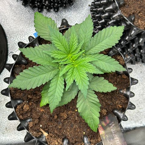 Watermelon Zkittlez 🍉🍭 growlog timeline photo