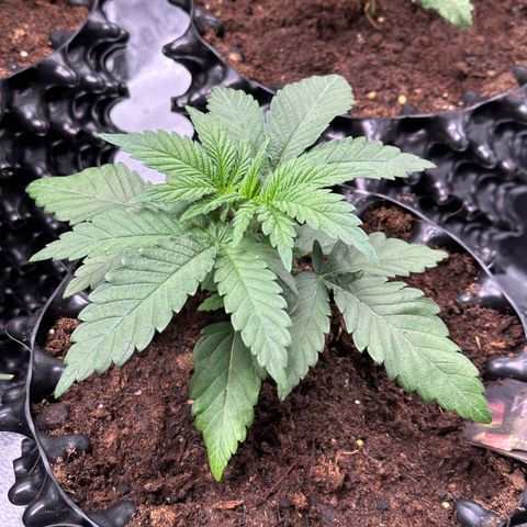 Watermelon Zkittlez 🍉🍭 growlog timeline photo