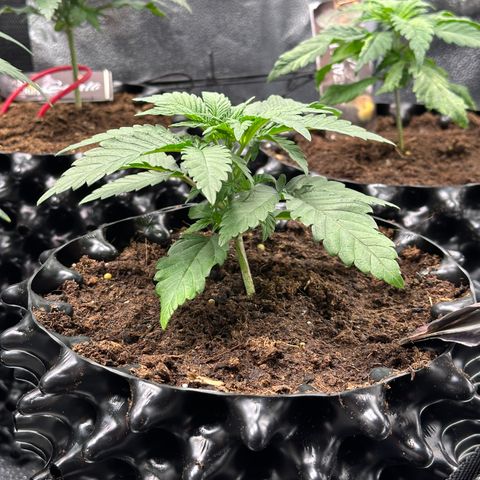 Watermelon Zkittlez 🍉🍭 growlog timeline photo