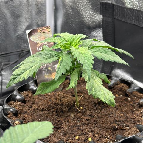 Pineapple Express 🍍 growlog timeline photo