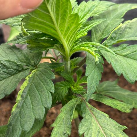 Pineapple Express 🍍 growlog timeline photo