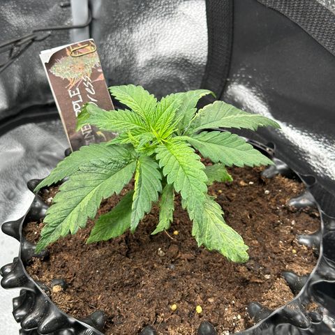 Pineapple Express 🍍 growlog timeline photo