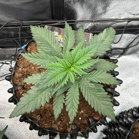 Lemon Cherry Gelato 🍋🍒 growlog timeline photo