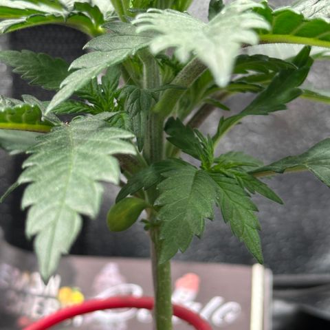 Lemon Cherry Gelato 🍋🍒 growlog timeline photo