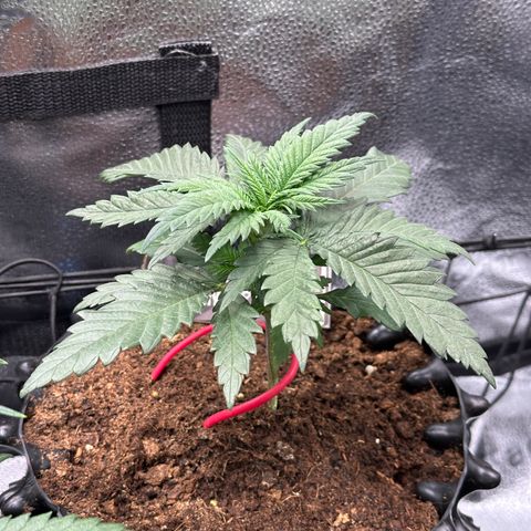 Lemon Cherry Gelato 🍋🍒 growlog timeline photo