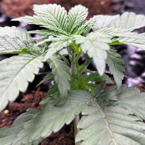 Watermelon Zkittlez 🍉🍭 growlog timeline photo