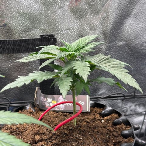 Lemon Cherry Gelato 🍋🍒 growlog timeline photo