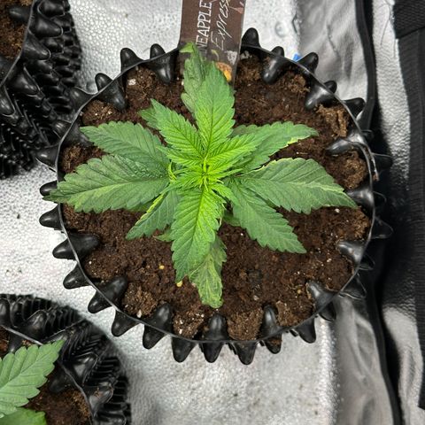 Pineapple Express 🍍 growlog timeline photo