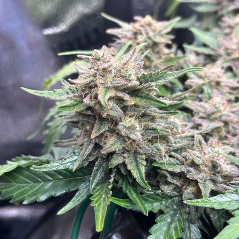 Triple G Automatic growlog timeline photo