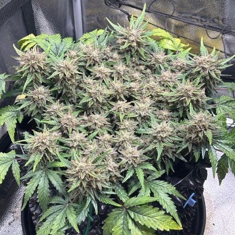 Triple G Automatic growlog timeline photo