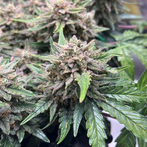 Triple G Automatic growlog timeline photo