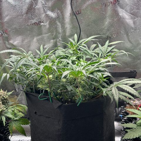 Mimosa Auto 🍊🥂 growlog photo: Vor der Entlaubung