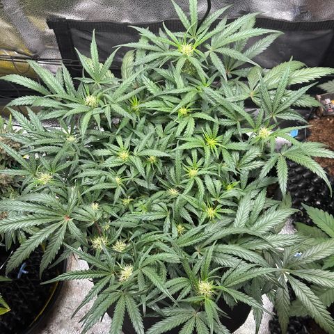 Mimosa Auto 🍊🥂 growlog photo: Vor der Entlaubung