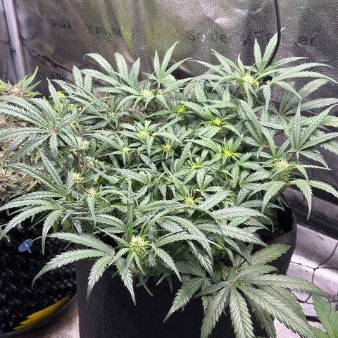 Mimosa Auto 🍊🥂 growlog photo: Vor der Entlaubung