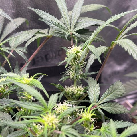 Mimosa Auto 🍊🥂 growlog photo: Nach der Entlaubung