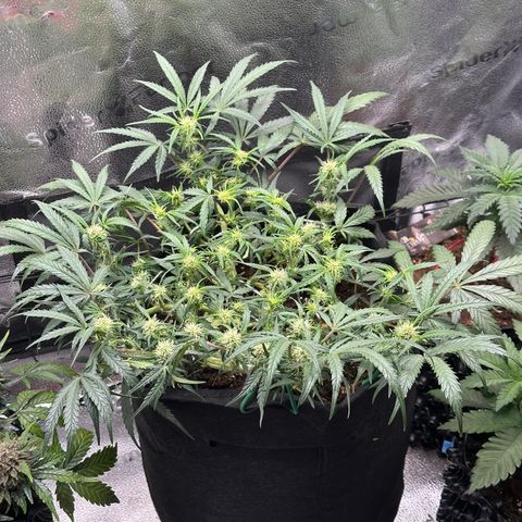 Mimosa Auto 🍊🥂 growlog photo: Nach der Entlaubung