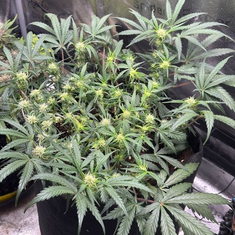 Mimosa Auto 🍊🥂 growlog photo: Nach der Entlaubung
