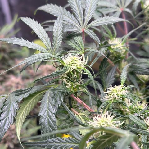 Mimosa Auto 🍊🥂 growlog photo: Nach der Entlaubung
