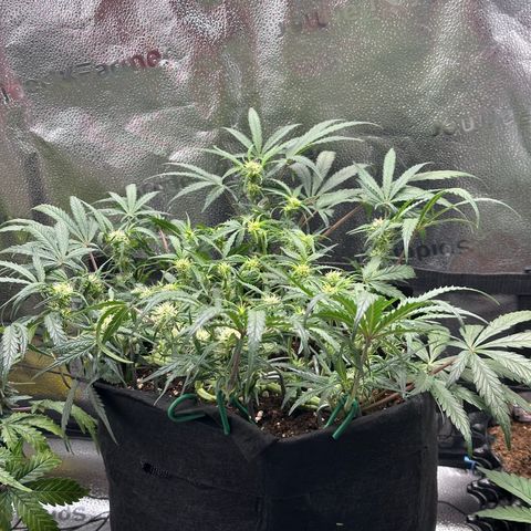 Mimosa Auto 🍊🥂 growlog photo: Nach der Entlaubung