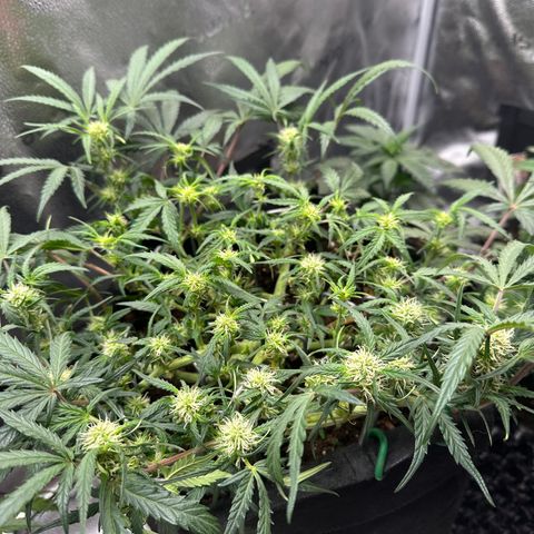 Mimosa Auto 🍊🥂 growlog photo: Nach der Entlaubung