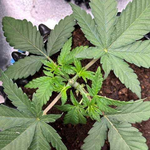 Watermelon Zkittlez 🍉🍭 growlog timeline photo