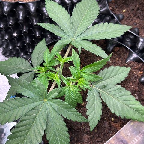 Watermelon Zkittlez 🍉🍭 growlog timeline photo