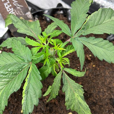 Pineapple Express 🍍 growlog timeline photo