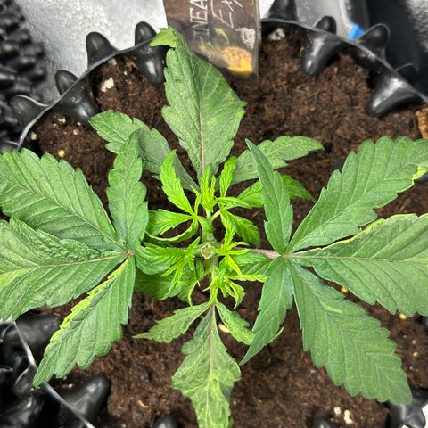 Pineapple Express 🍍 growlog timeline photo