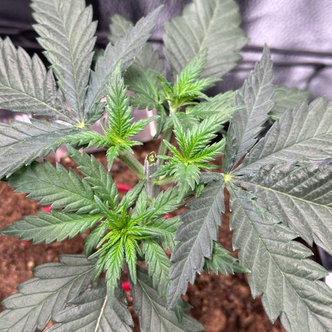 Lemon Cherry Gelato 🍋🍒 growlog timeline photo