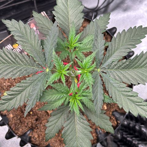 Lemon Cherry Gelato 🍋🍒 growlog timeline photo
