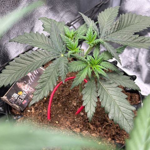 Lemon Cherry Gelato 🍋🍒 growlog timeline photo