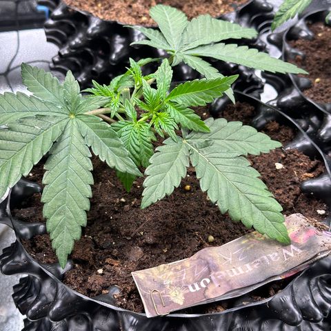 Watermelon Zkittlez 🍉🍭 growlog timeline photo