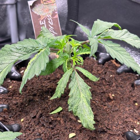 Pineapple Express 🍍 growlog timeline photo