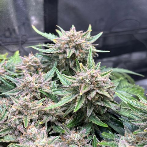 Triple G Automatic growlog timeline photo