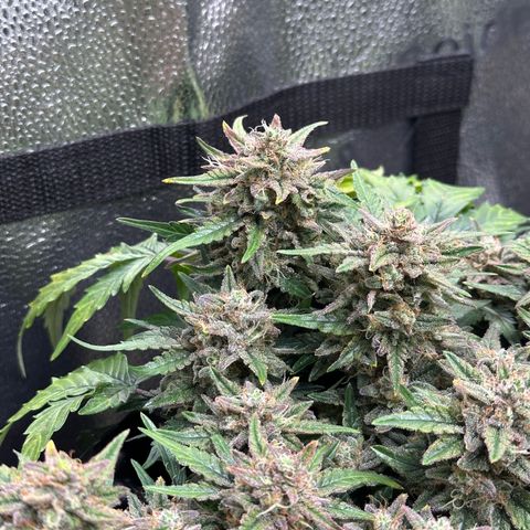 Triple G Automatic growlog timeline photo