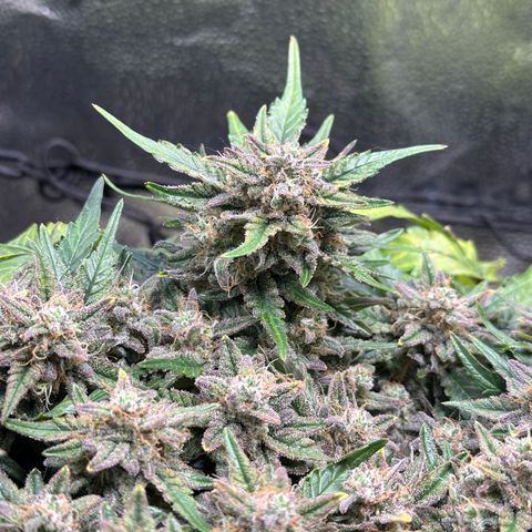 Triple G Automatic growlog timeline photo