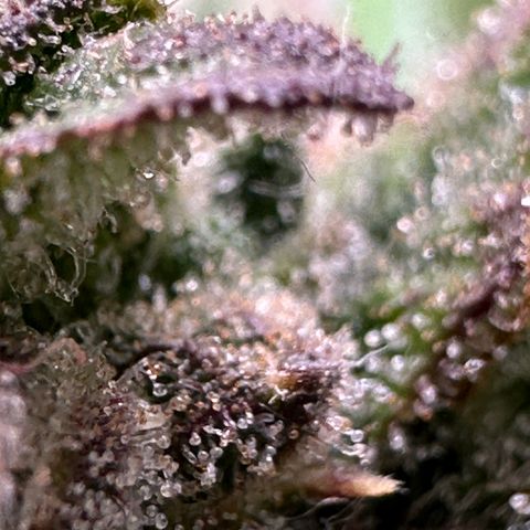 Triple G Automatic growlog timeline photo