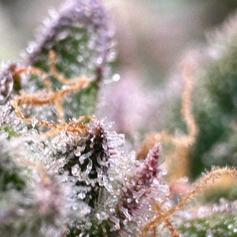 Triple G Automatic growlog timeline photo
