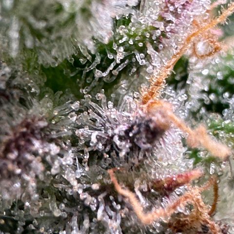 Triple G Automatic growlog timeline photo