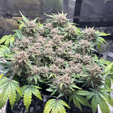 Triple G Automatic growlog timeline photo