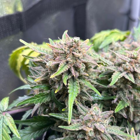 Triple G Automatic growlog timeline photo