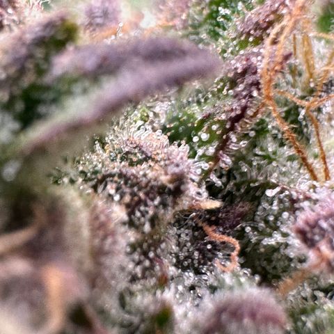 Triple G Automatic growlog timeline photo