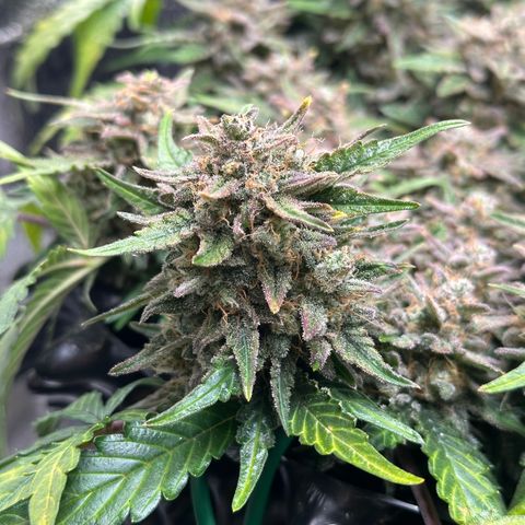 Triple G Automatic growlog timeline photo