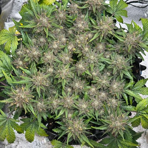 Triple G Automatic growlog timeline photo